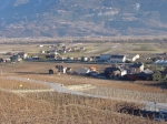 030.Châtaignier dans les vignes, la plaine, janvier 2003