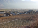 031.Châtaignier, la plaine, janvier 2003
