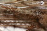 136.L'avalanche de Châtaignier, février 1984