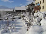 096.La roseraie sous la neige, décembre 2005